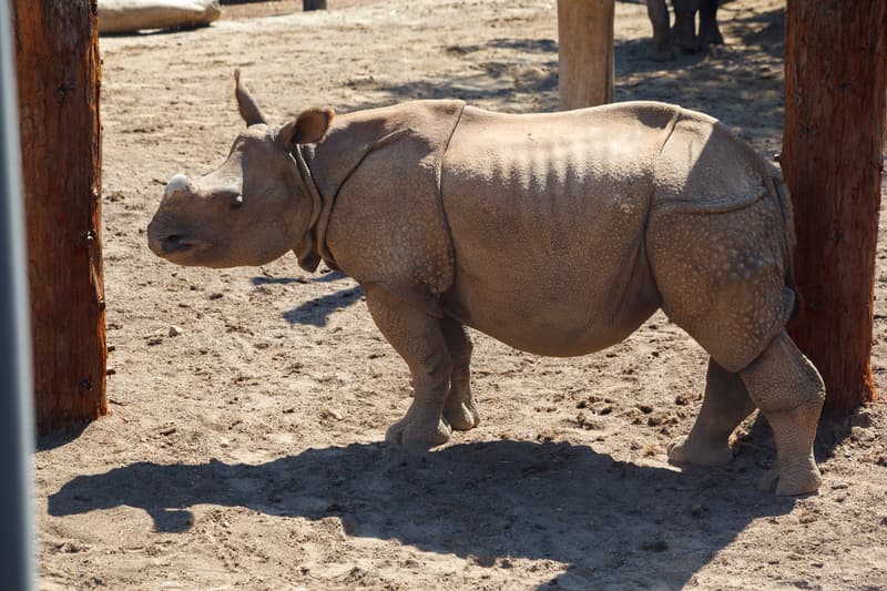 Rhinoceros in San Diego Zoo, San Diego, California, United States
