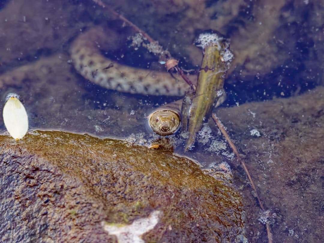 A snake's head emerges from murky water near a rock.