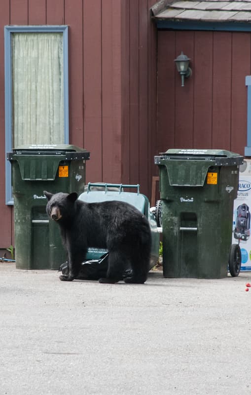 Black Bear