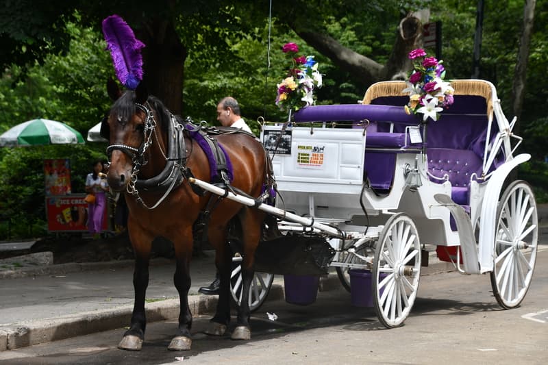 Horse carriage ride at Central Park in New York City
