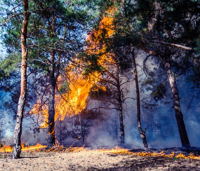 Forest fire burning, Wildfire close up at day tim.
