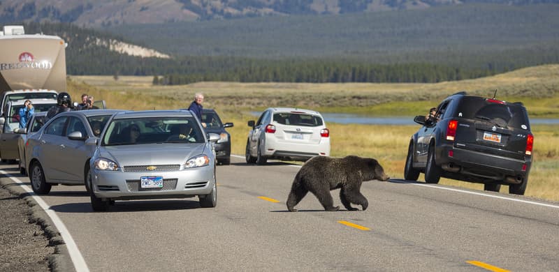 Grizzly Bear Crossing