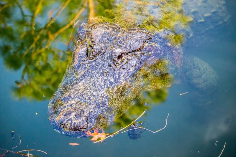 12-Foot Alligator Slays Angler