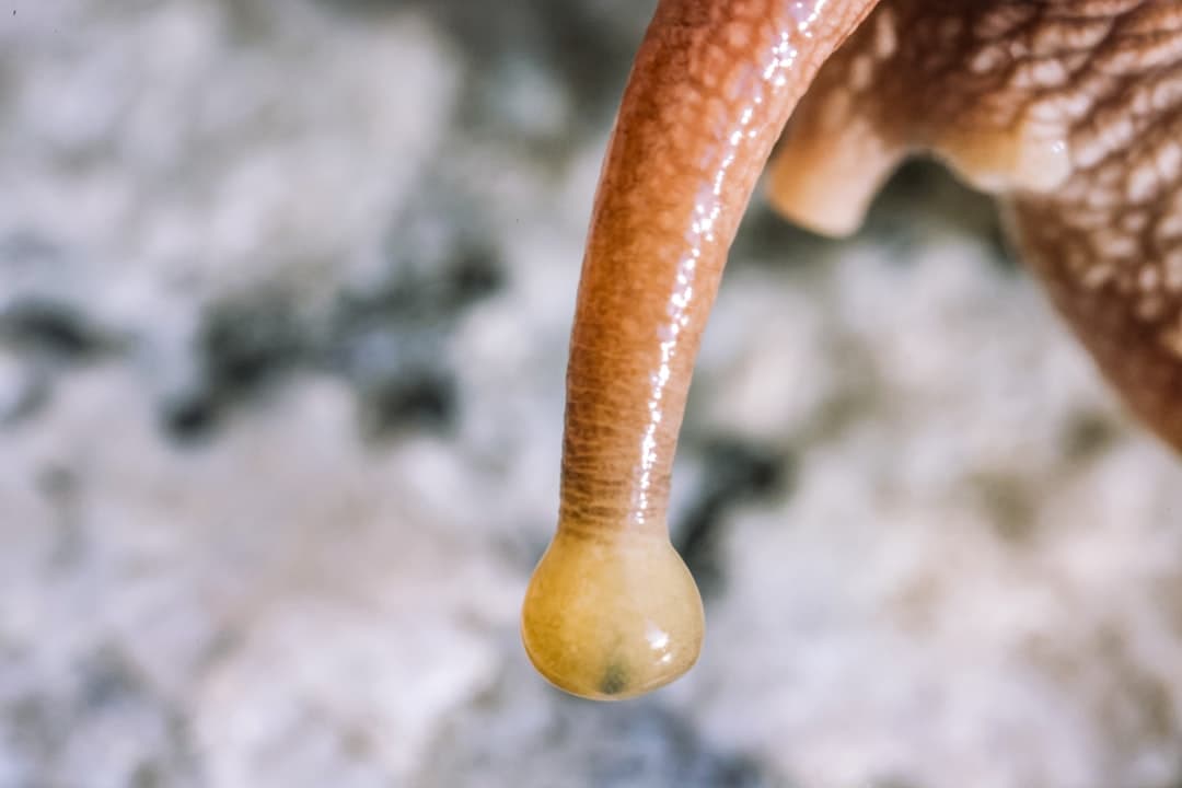 a close up of an elephant's trunk with a drop of water on it