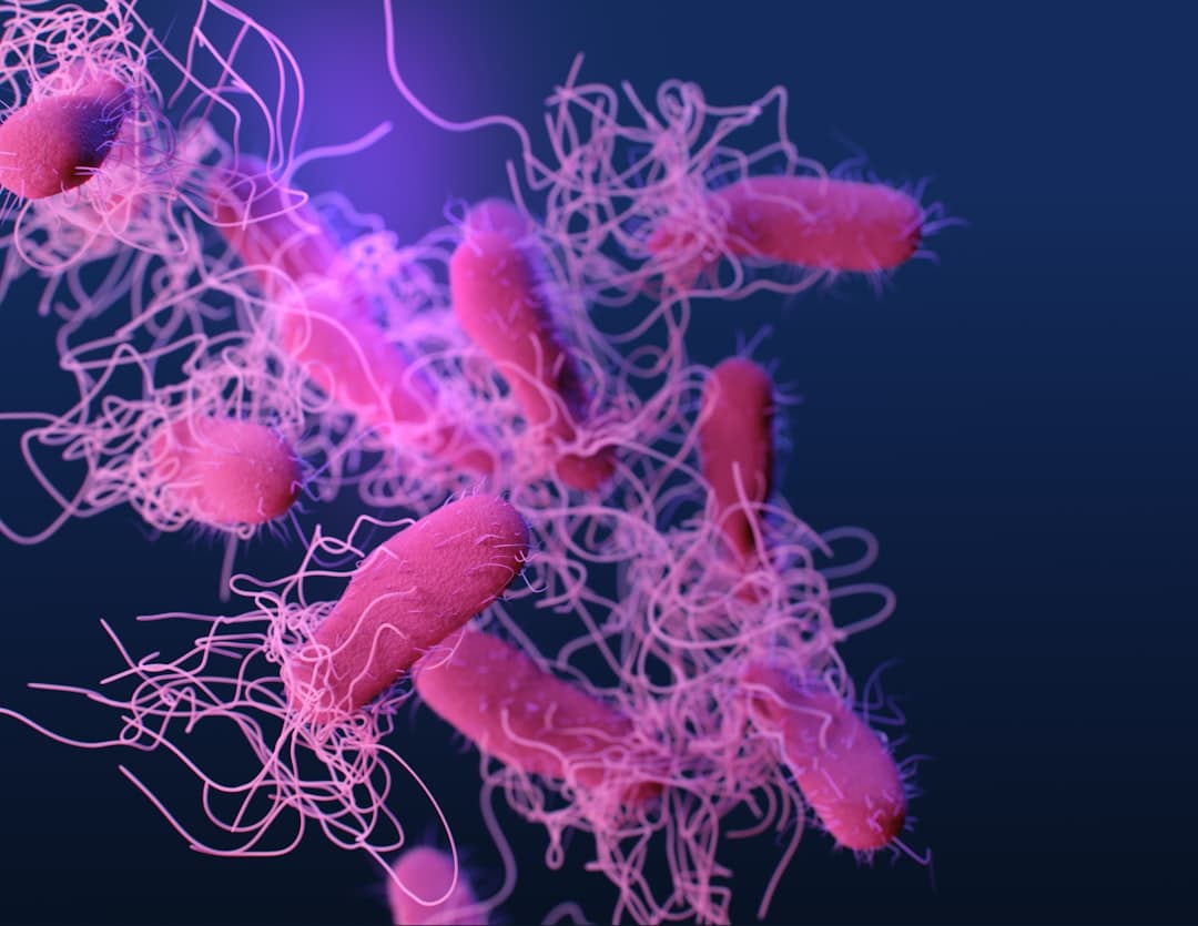 Medical illustration of drug-resistant, nontyphoidal, Salmonella sp. bacteria. Medical Illustrator: James Archer