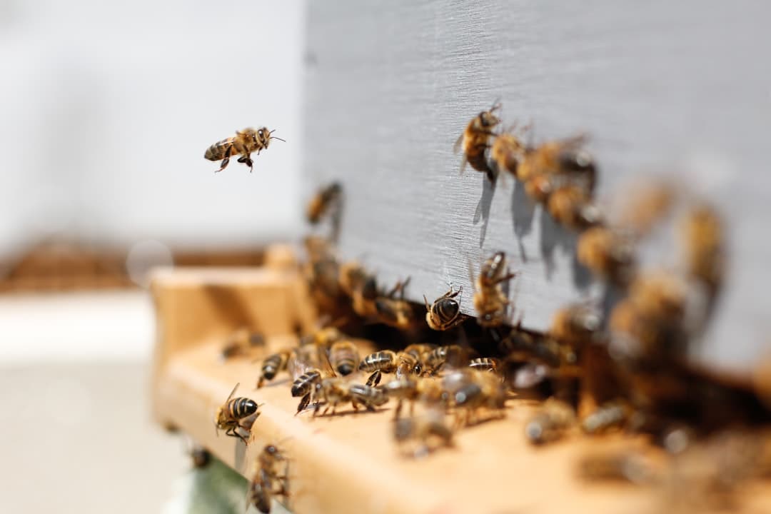 I took the time to freeze the time of these workers. These bees who work hard to bring back kilos of honey.