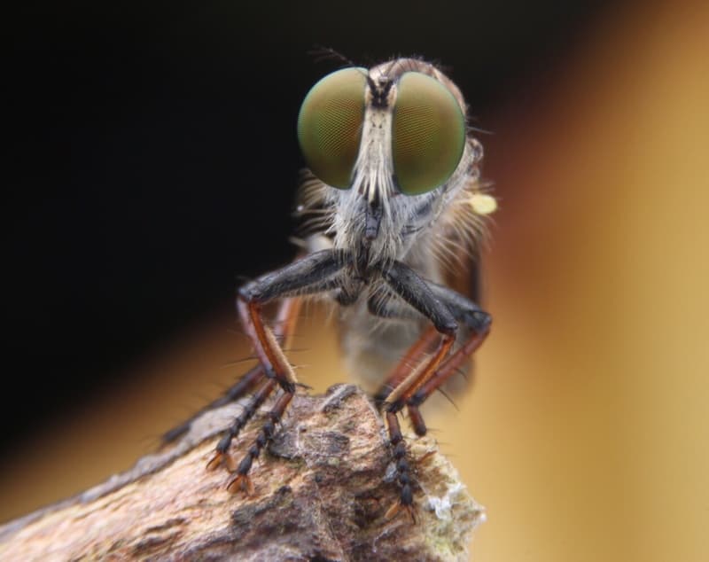 Flesh-Eating Screwworm Detected in Texas