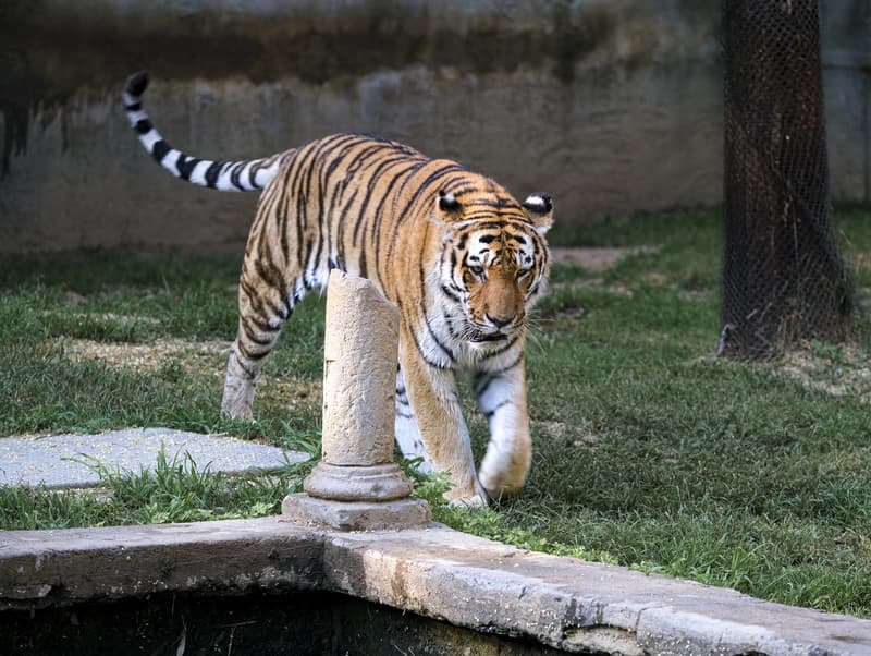 Crowds Gather to See Tiger That Killed Actor